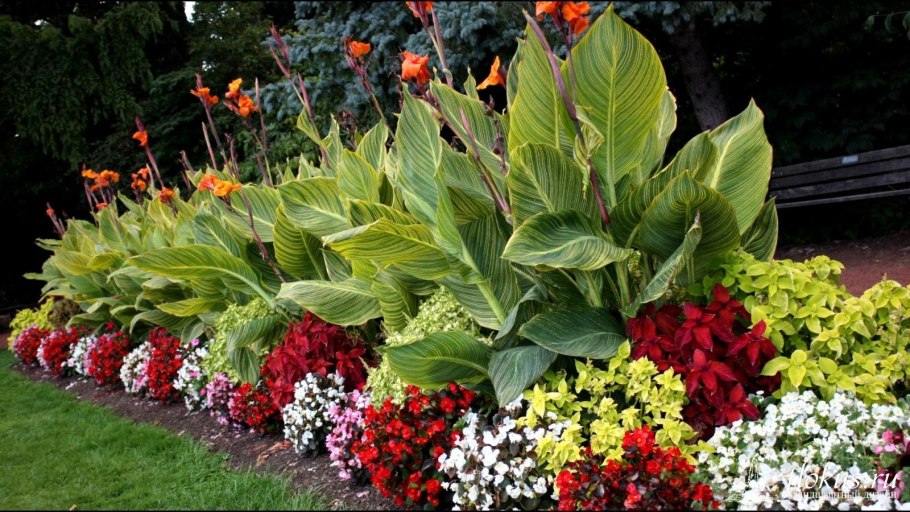 Хоста Голден Медоуз