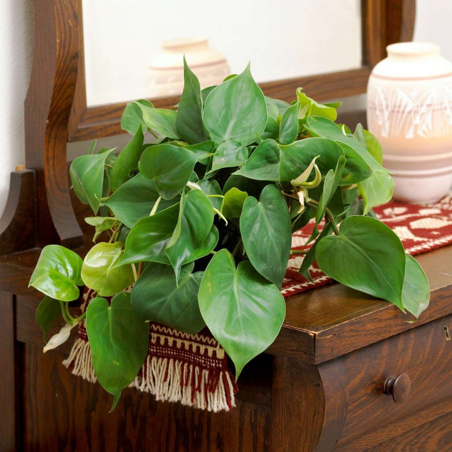 Астильба Fireberry