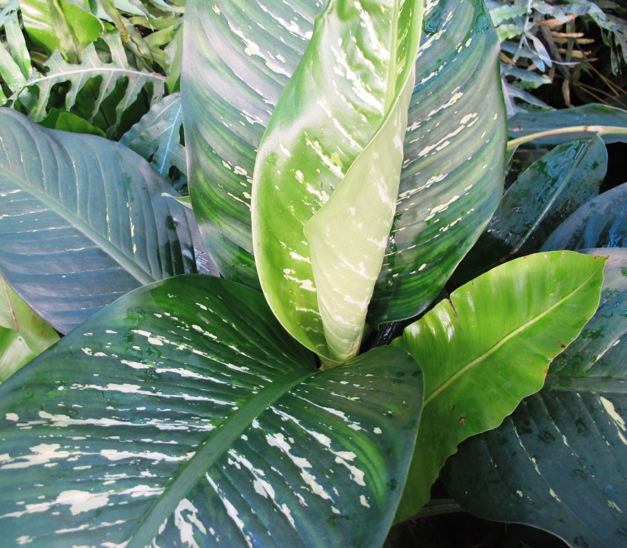 Dieffenbachia maculata цветение
