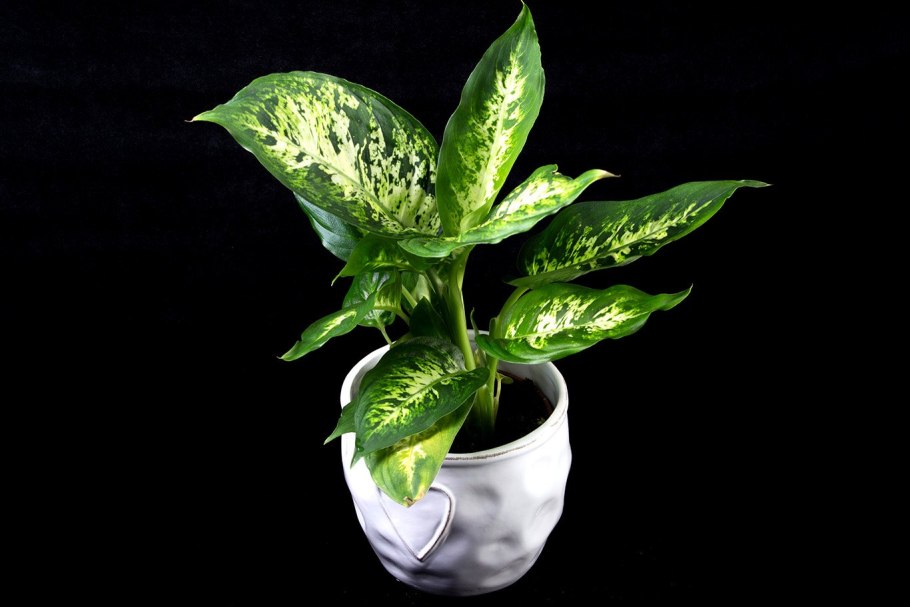 Диффенбахия Камилла (Dieffenbachia Camilla)