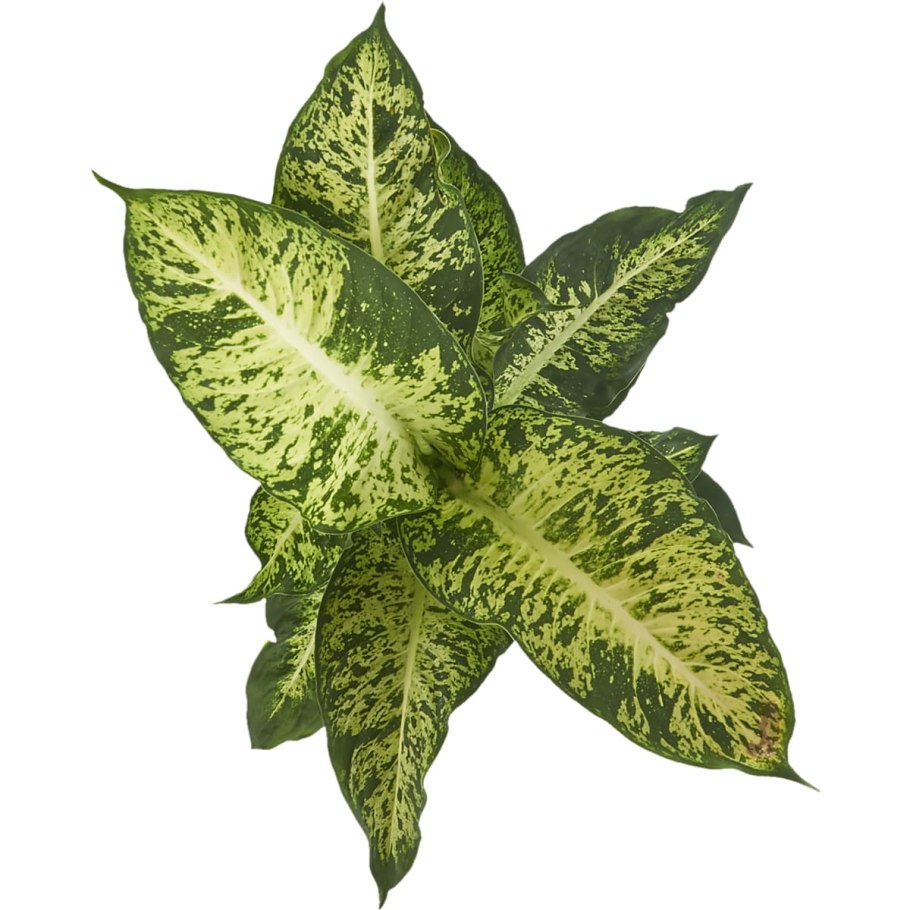 Диффенбахия Марс Dieffenbachia