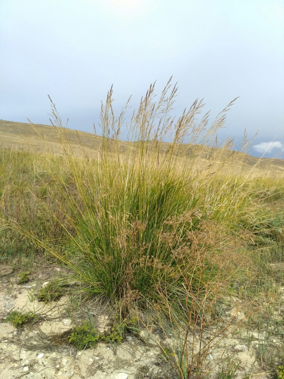 Чий блестящий Achnatherum splendens