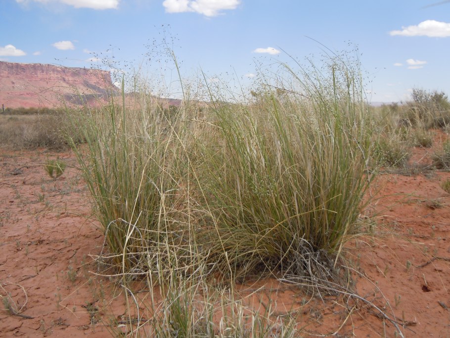 Stipa splendens