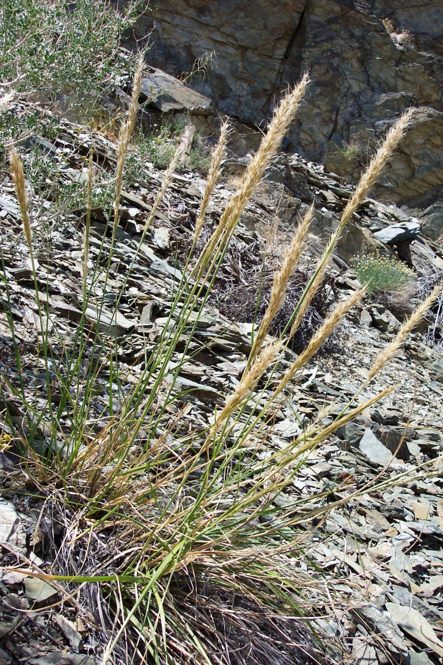 Ковыль тончайший (Stipa tenuissima)