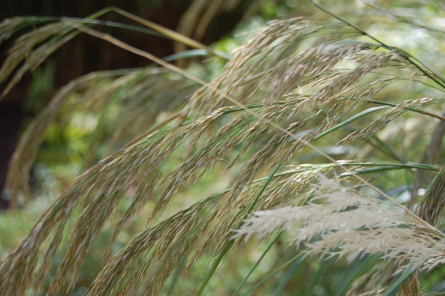 Achnatherum splendens (Trin.) Nevski
