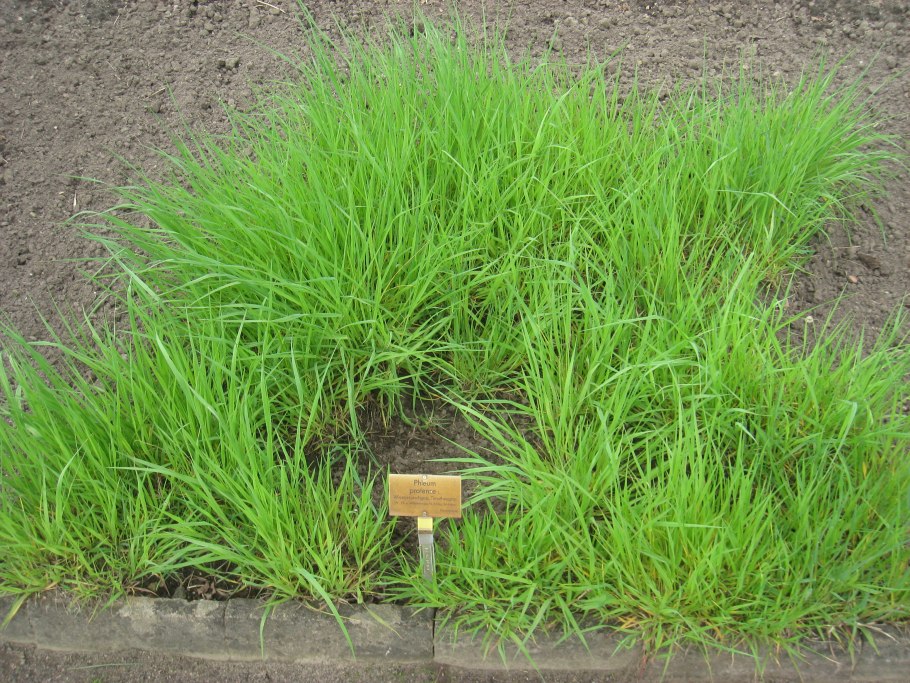 Stipa sibirica