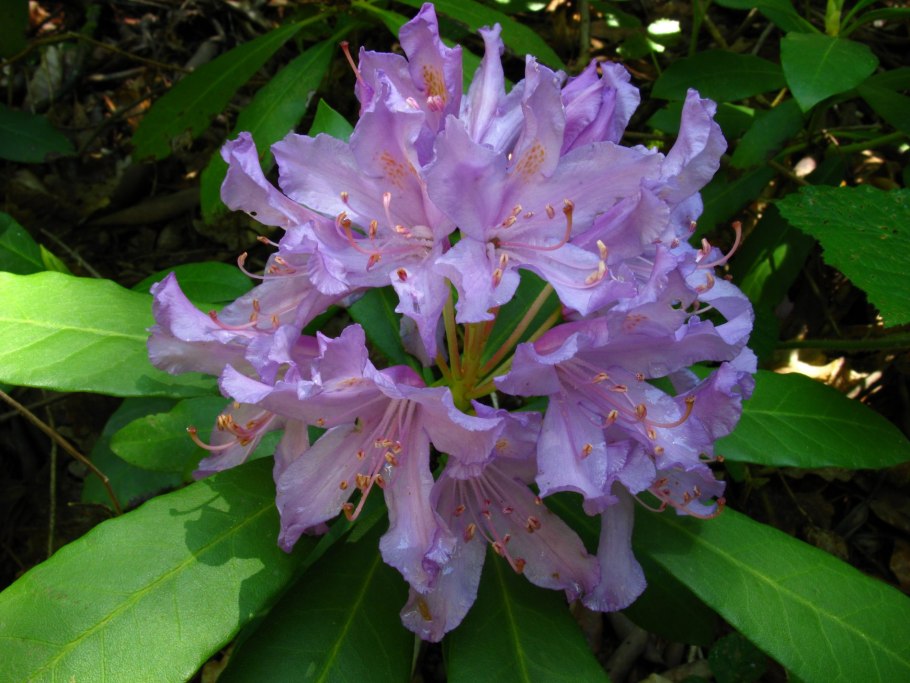 Рододендрон Понтийский Абхазия