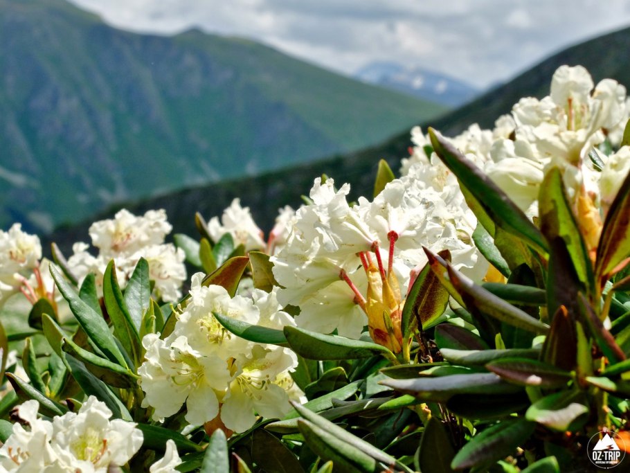 Рододендрон Эльбрус