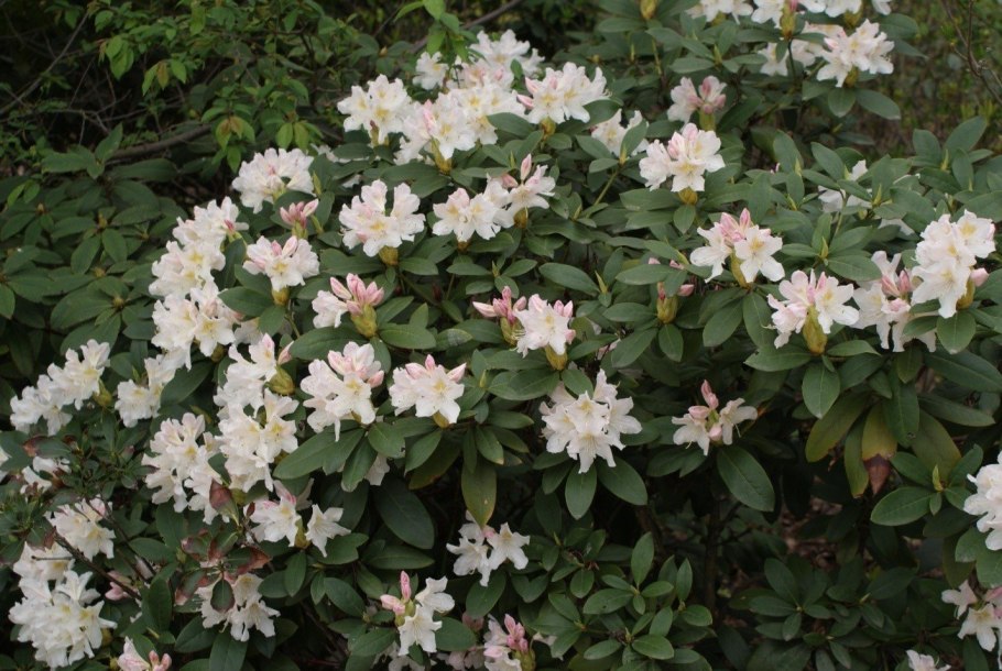 Рододендрон гибридный Каннингемс Уай