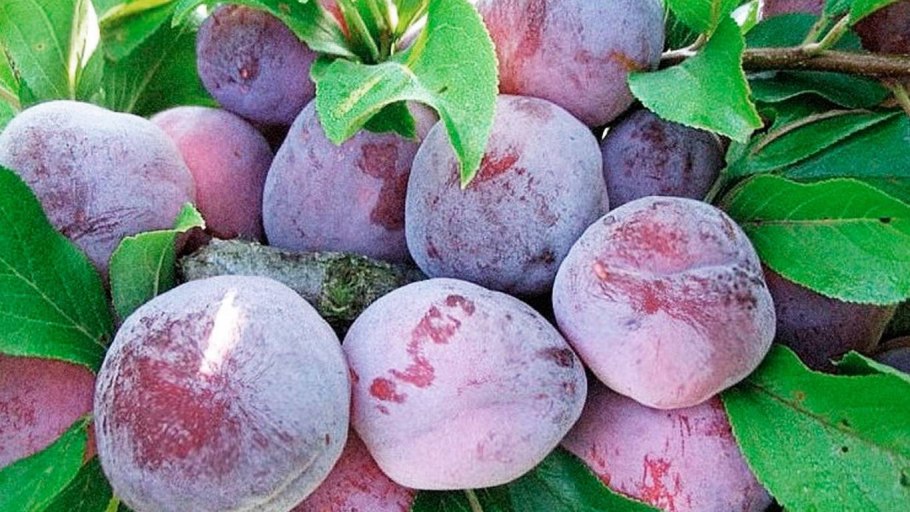 Слива Яхонтовая дерево