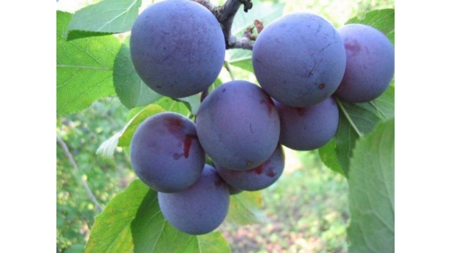 Слива сорт чернослив
