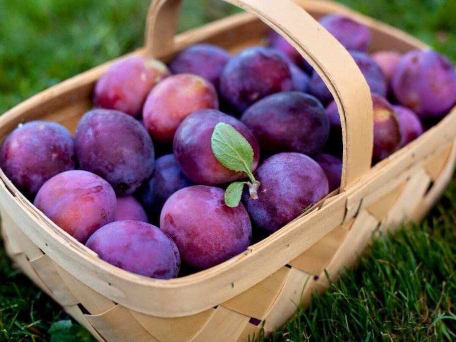 Слива Евразия 21