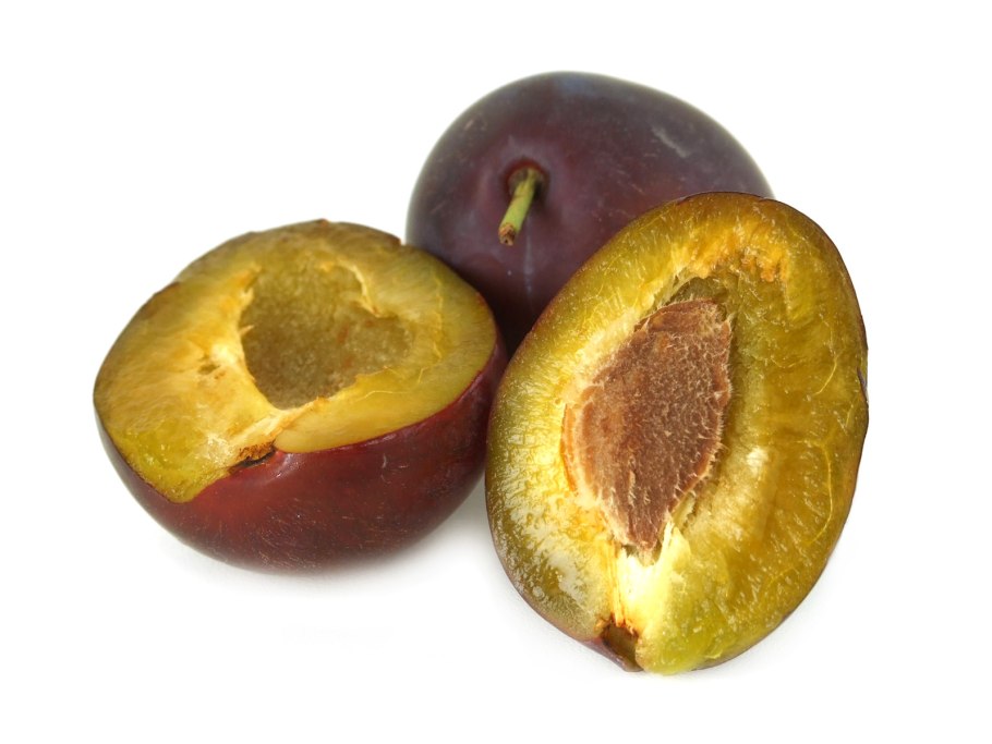 Слива сорт Блюфри