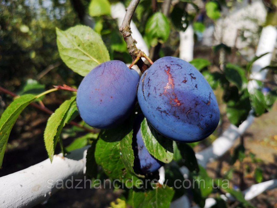 Слива венгерка Московская