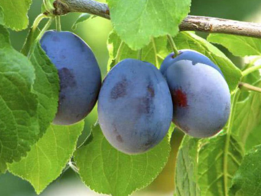 Слива Ренклод Тамбовский