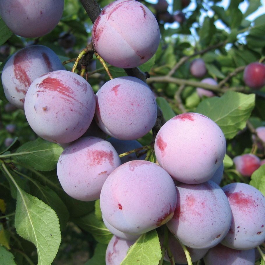 Слива фаворито дель Султано