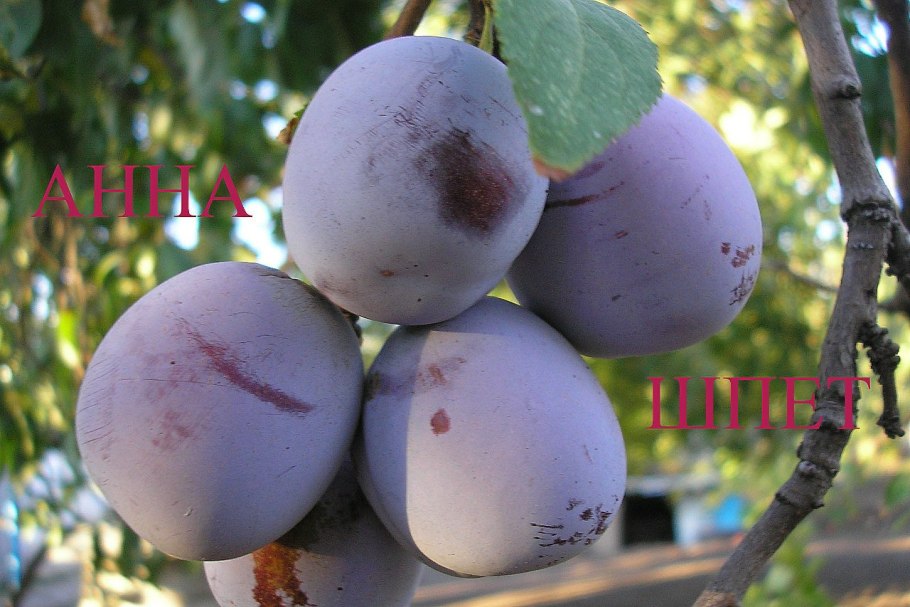 Слива Смолинка Этюд