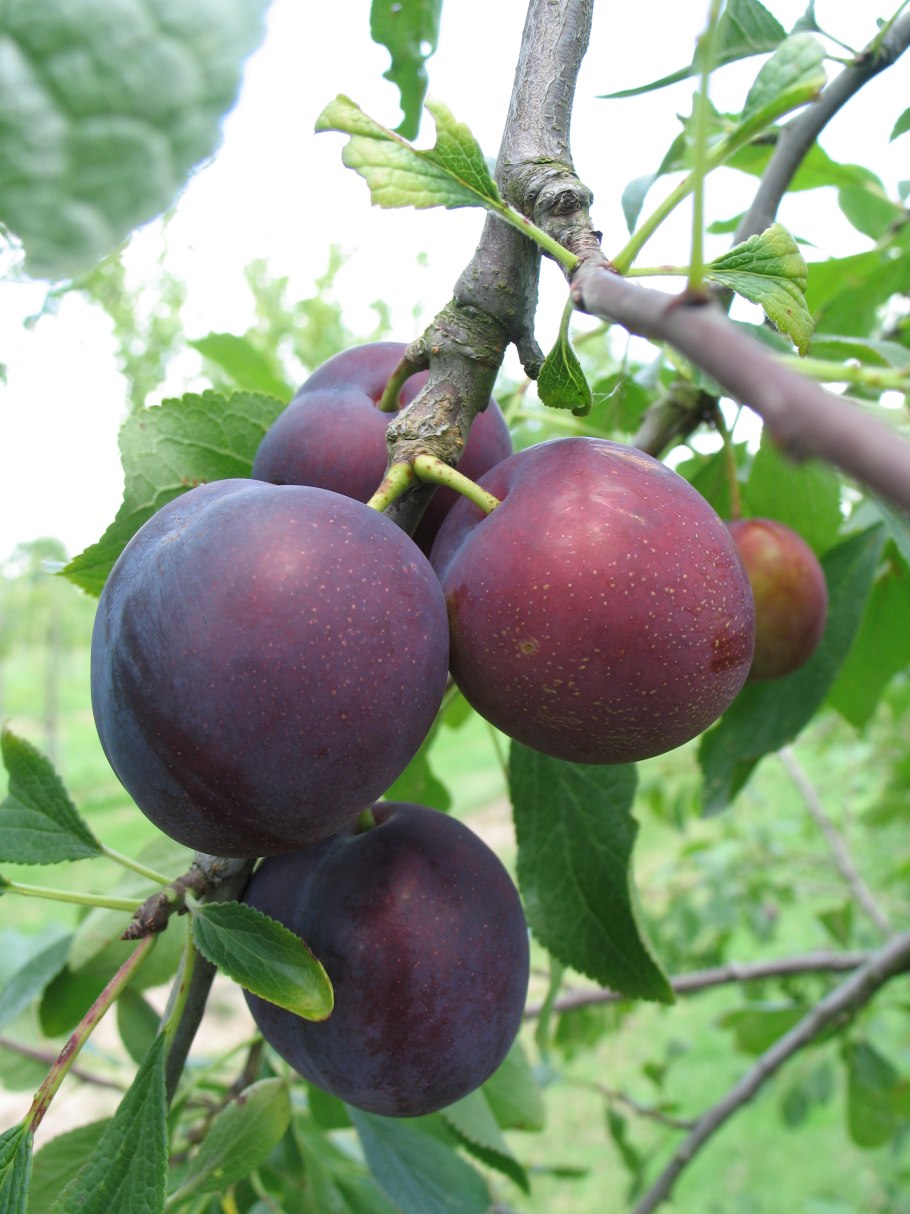 Сорта сливы Волжанка