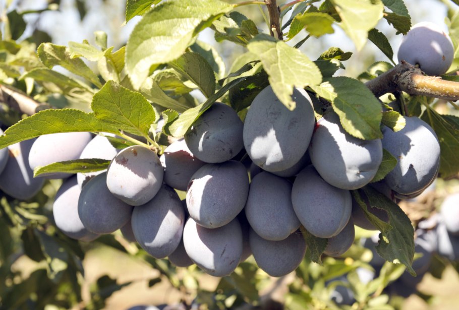 Слива алыча Заречная ранняя (с5)