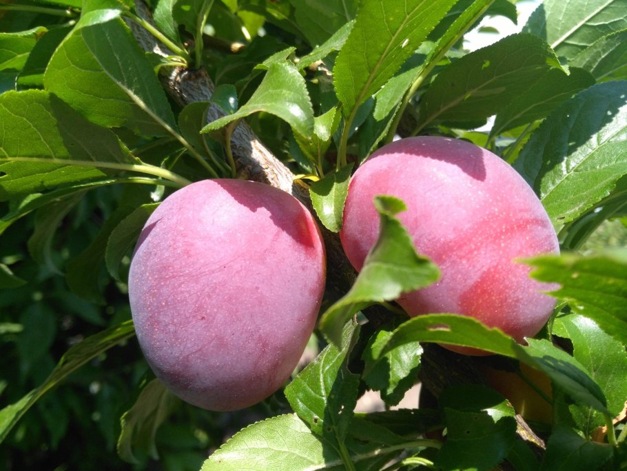 Ренклод Этюд