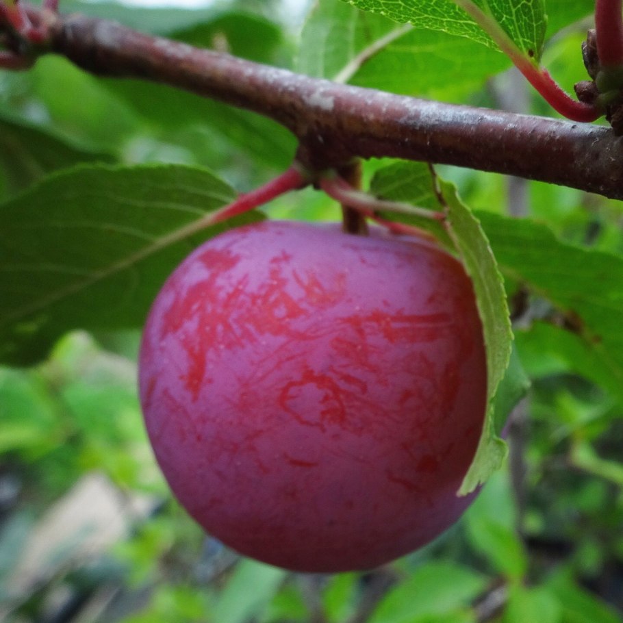 Слива сорт Евразия