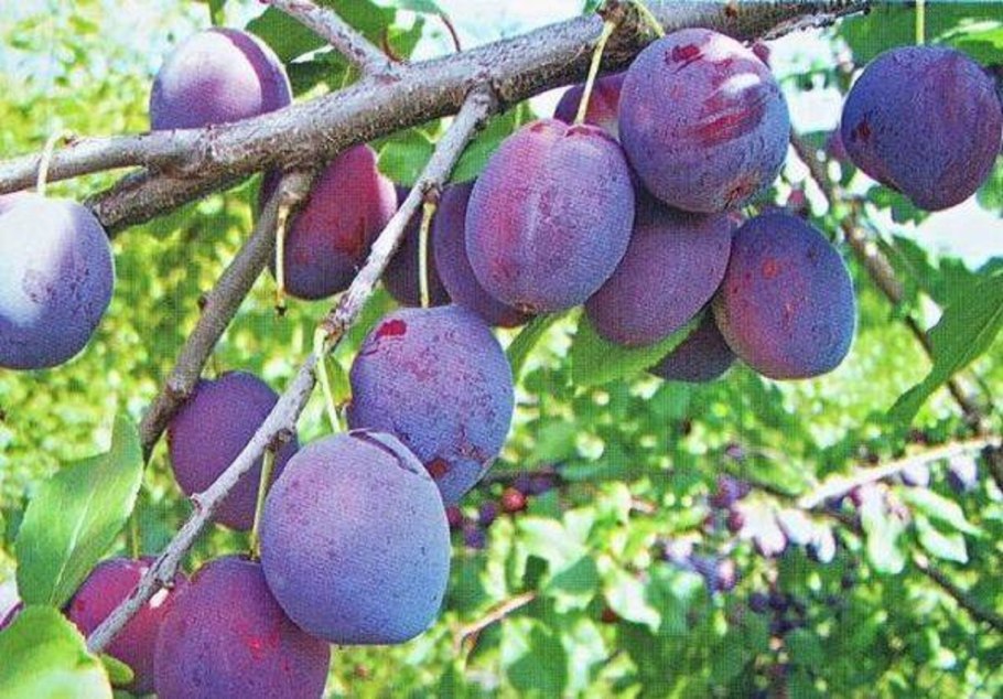 Слива скороспелка круглая