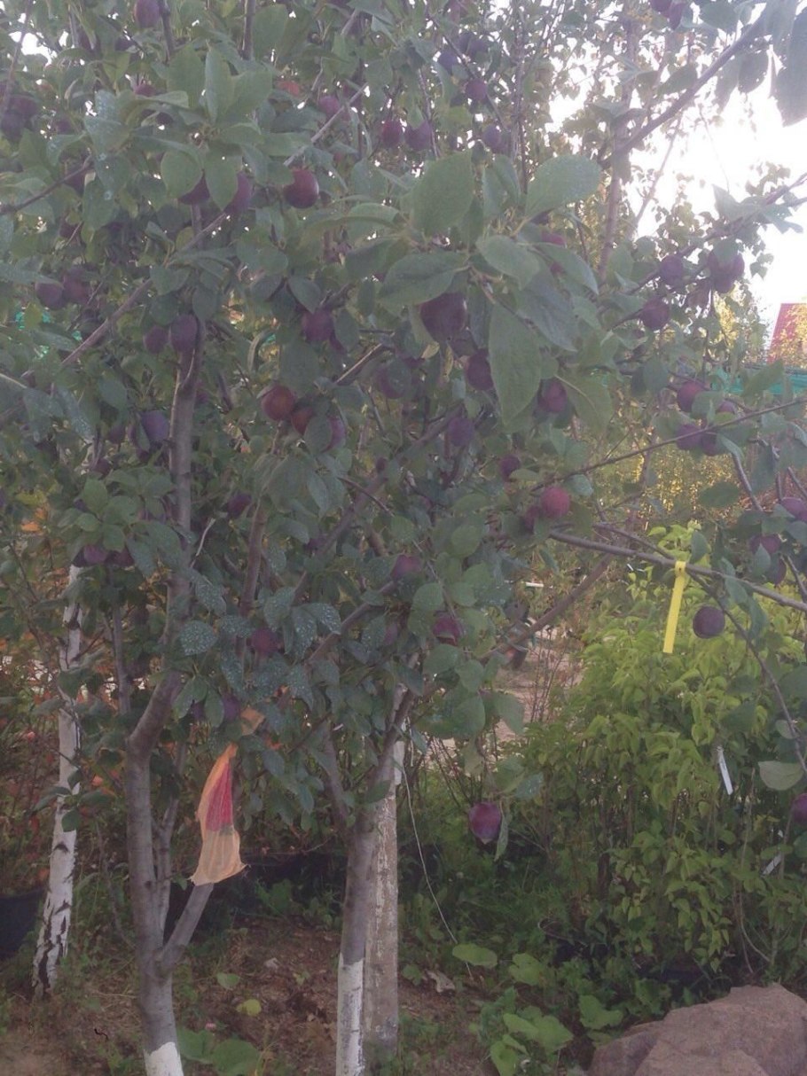 Сорт слив Анна Шпет