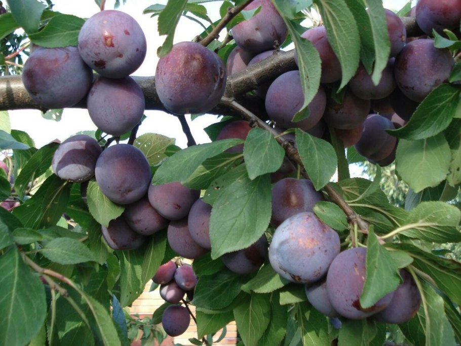 Алыча Уссурийская