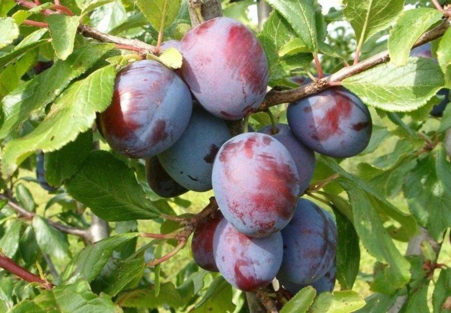 Слива венгерка Московская