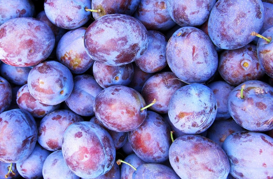 Слива Анжелина ранняя