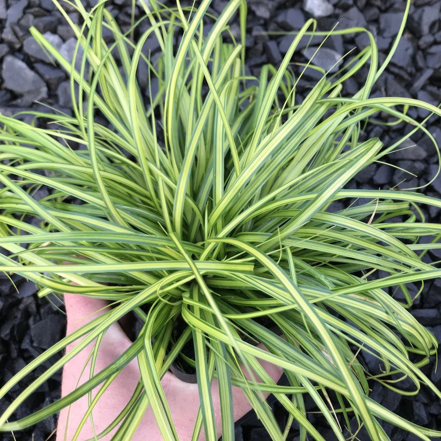 Осока Просяная "Pamira" (Carex panicea)
