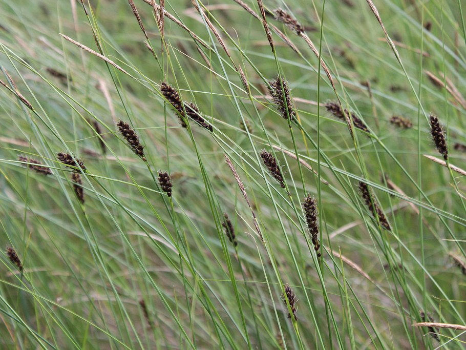 Carex lasiocarpa