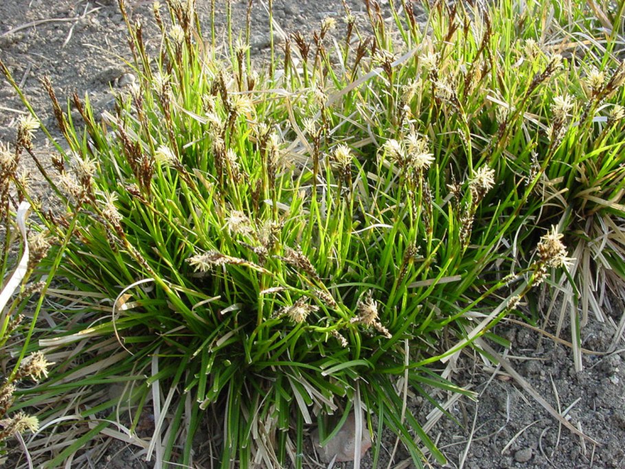 Осока стоповидная