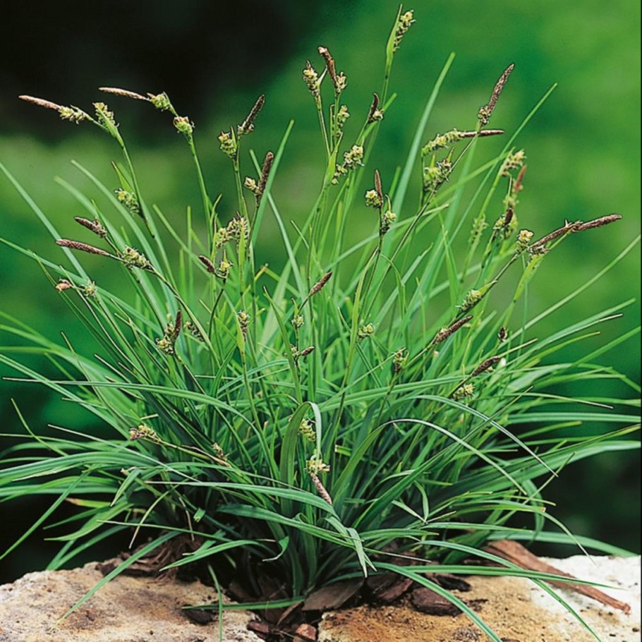 Осока Carex panicea Pamira