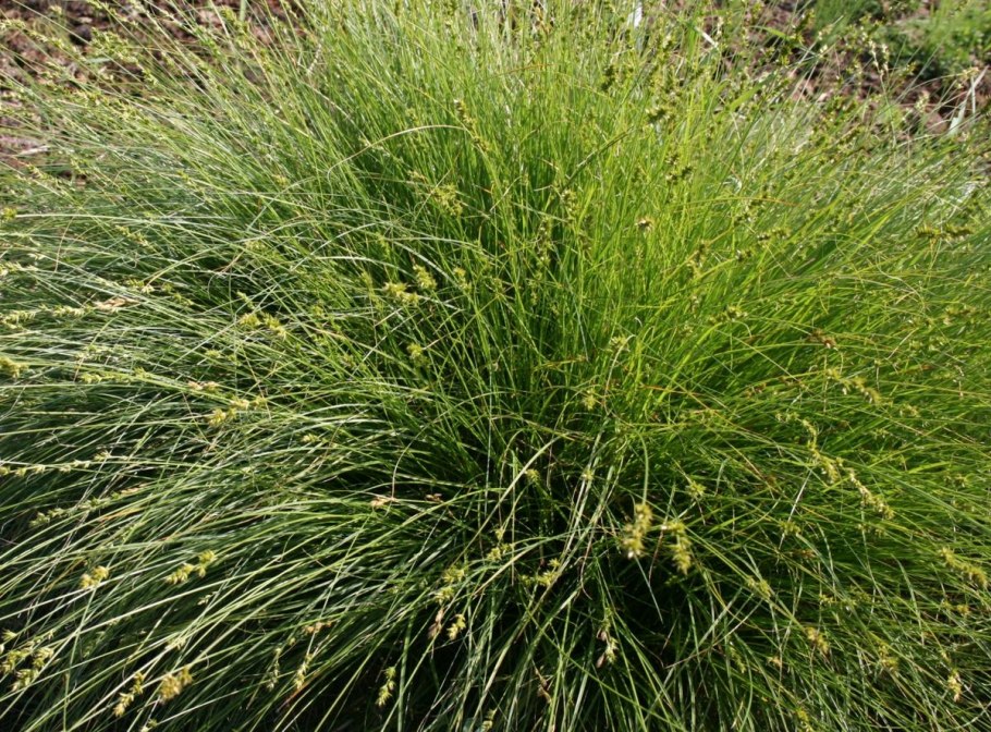 Carex leiorhyncha