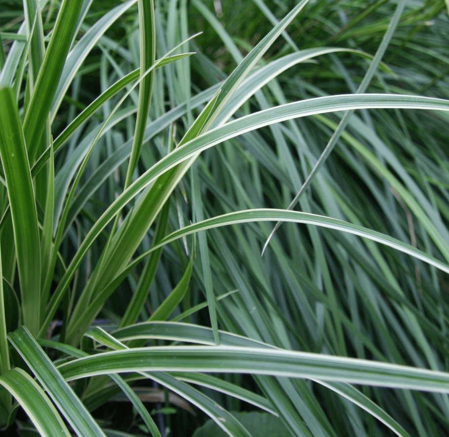 Carex morrowii Silver Sceptre