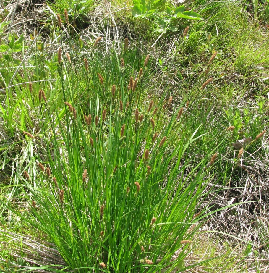 Осока Морроу волосистая