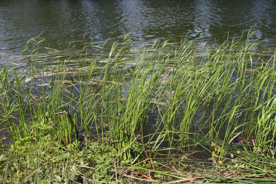 Озеро камыш Осока тростник