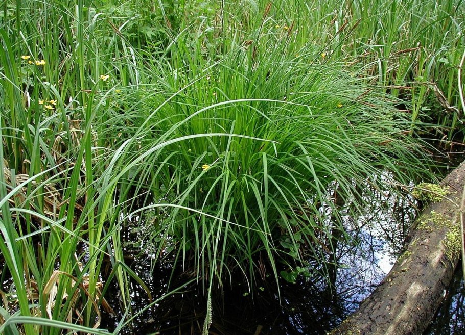 Осока стоповидная