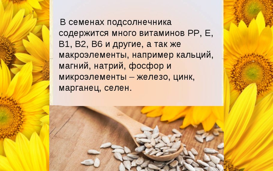 Масса 1000 семян подсолнечника