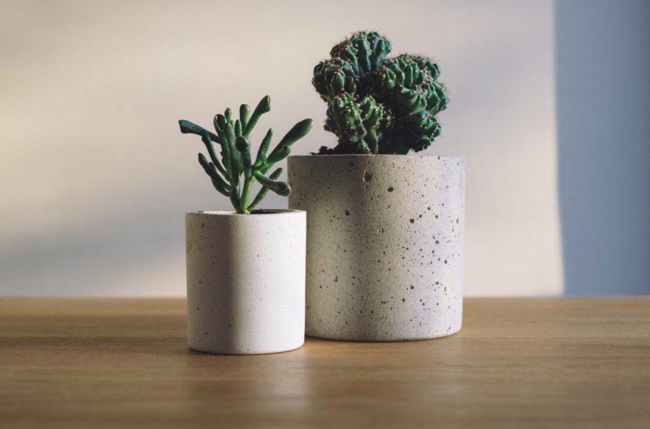 Cactus Pot горшки кактусы Суккуленты