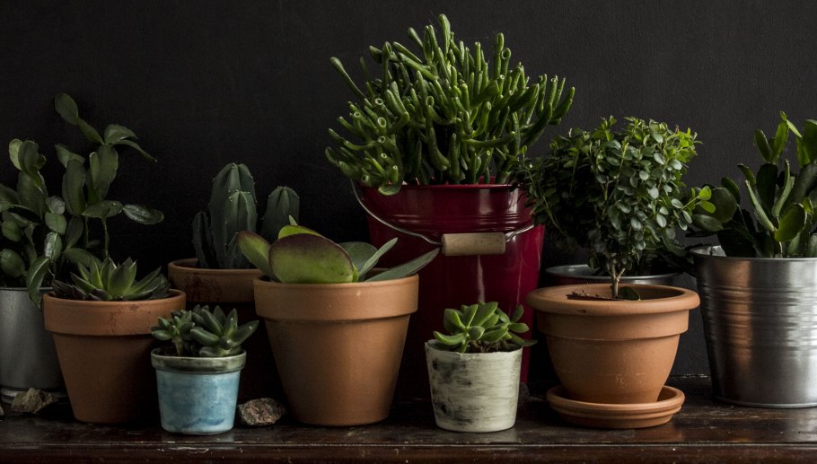 Растение в горшке