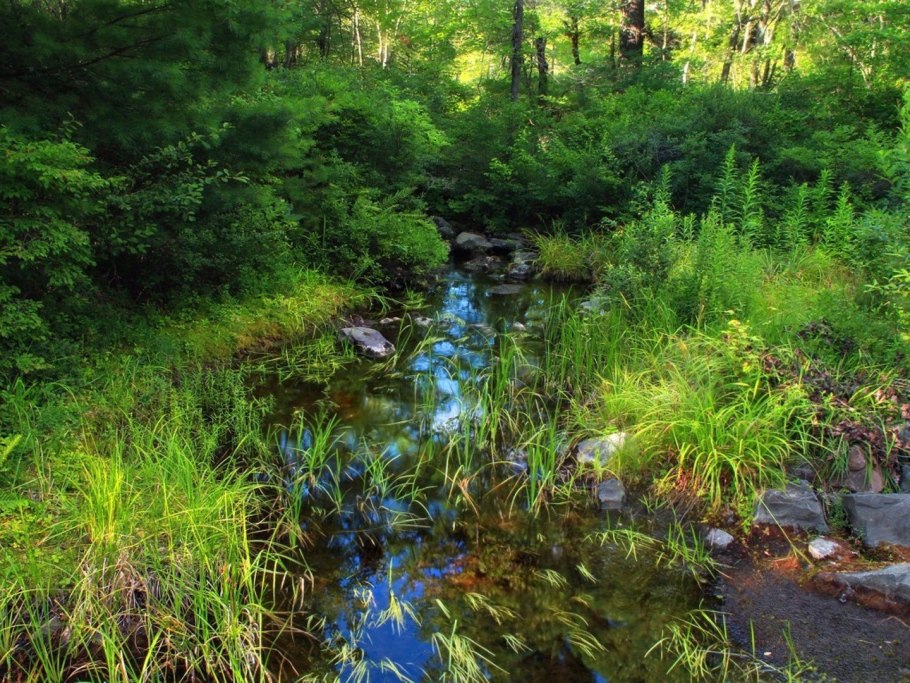 Красивый Родник в лесу