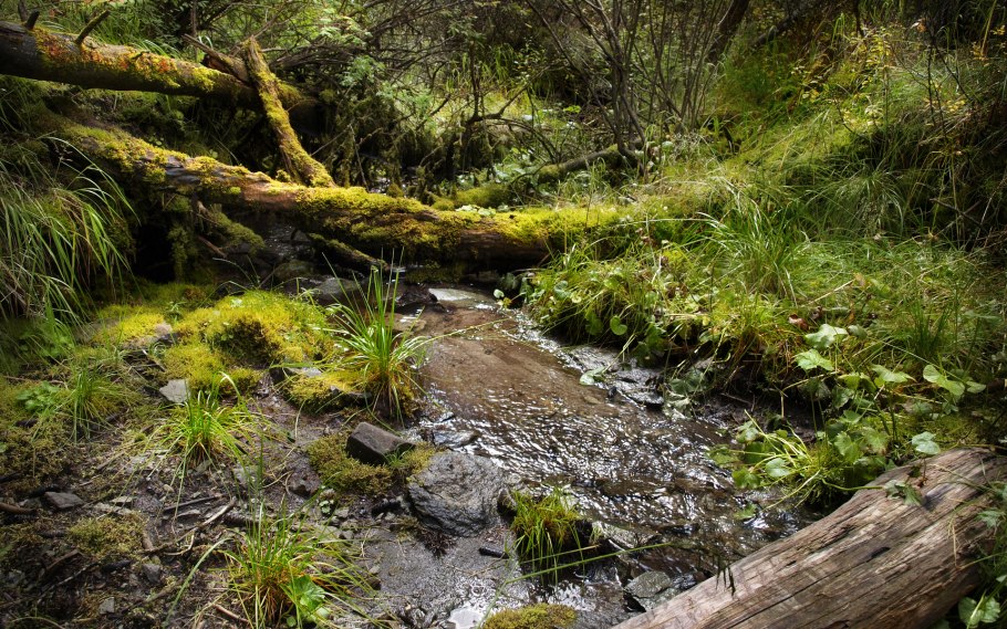 Лес ручей камень дебри