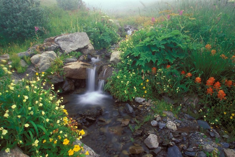 Ручей на лугу