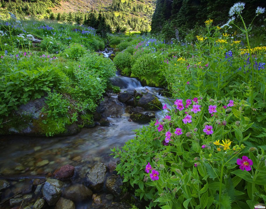 Кони Айры горный Алтай
