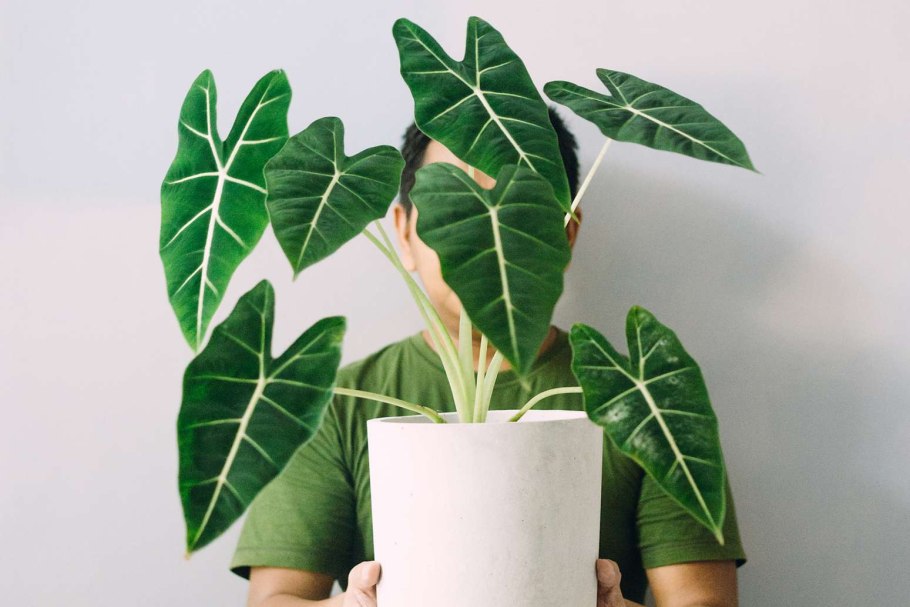 Алоказия Реджинелла