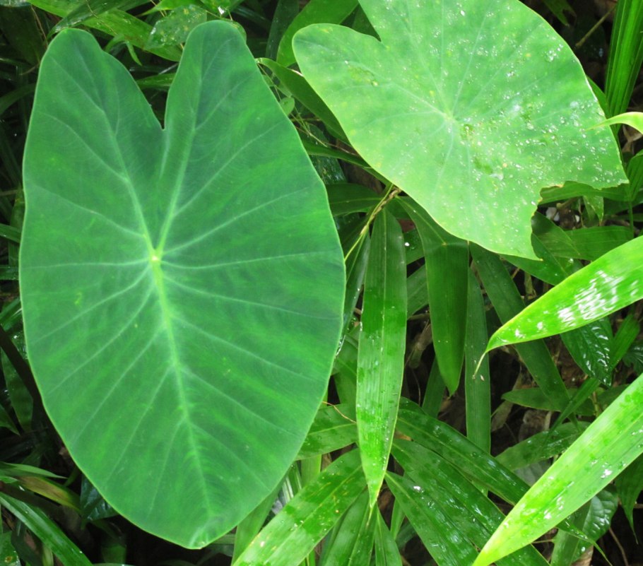 Алоказия Сандера