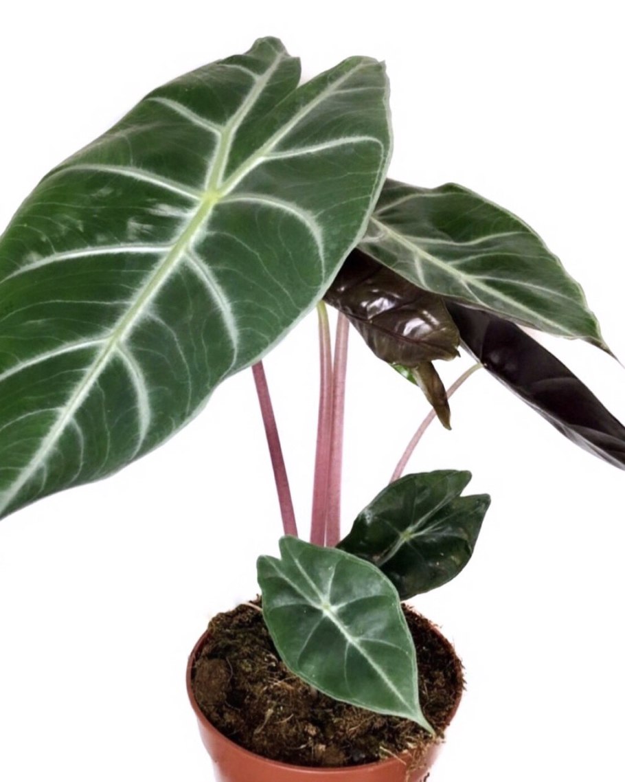 Алоказия Полли