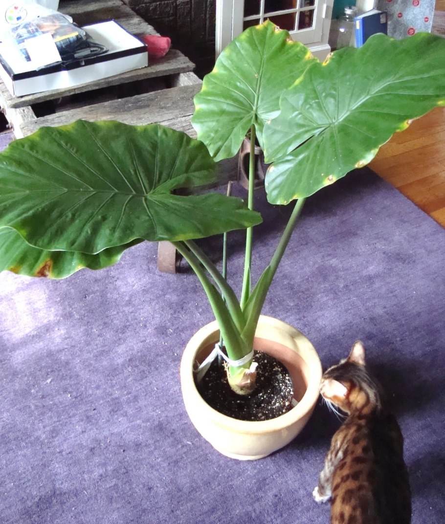 Алоказия фиолетовая